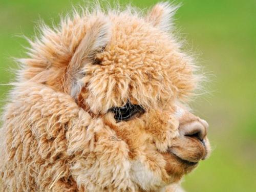 민박 The Stables Deer Park Farm