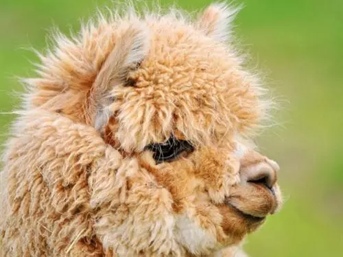 تختخواب و صبحانه The Stables   Deer Park Farm