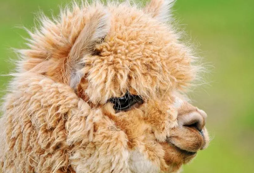 تختخواب و صبحانه The Stables   Deer Park Farm