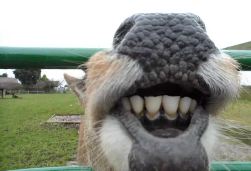 تختخواب و صبحانه The Stables   Deer Park Farm