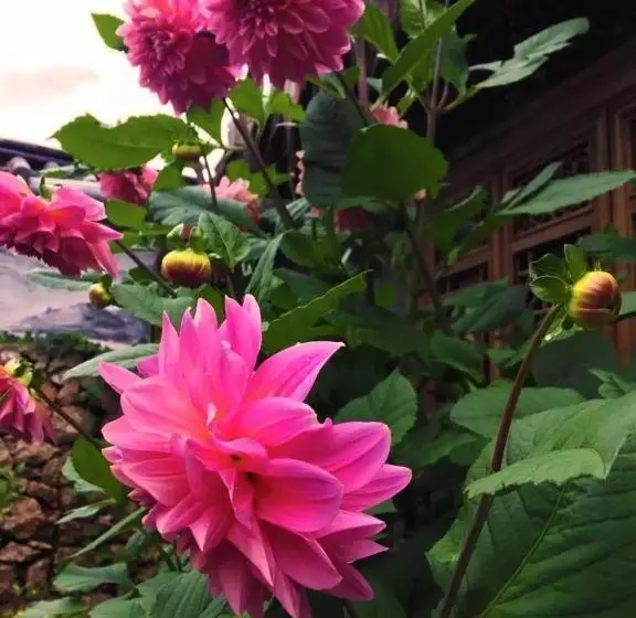 ホテル Lijiang Baisha Holiday Resort