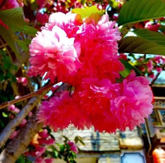 ホテル Lijiang Baisha Holiday Resort