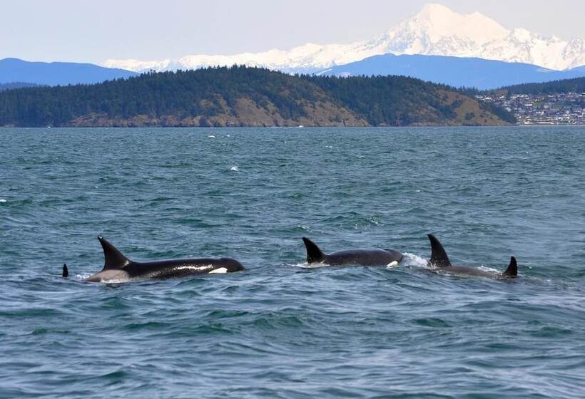 Отель Swinomish Casino & Lodge