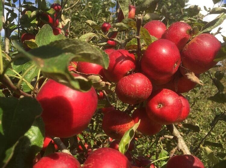 住宿加早餐  Splatthayes