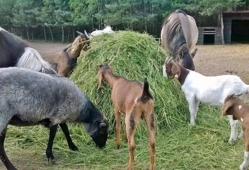 ホテル Zagroda Zalipie