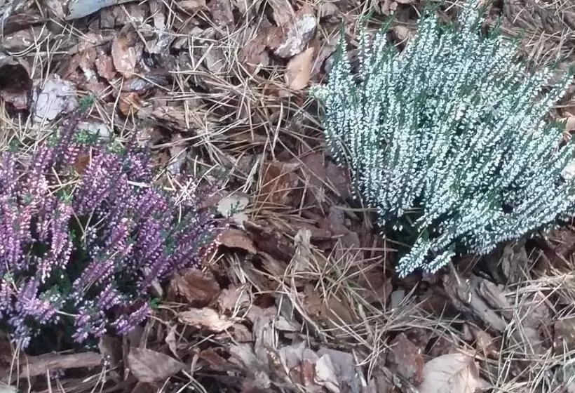 ホテル Agroturystyka Dyrdówka
