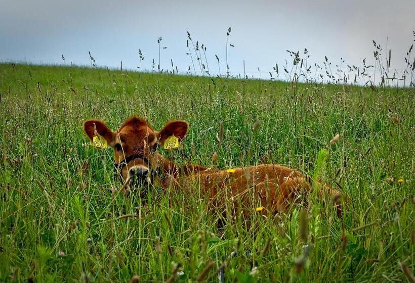 Отель Stajnia Zamczysk
