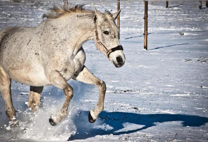 Отель Stajnia Zamczysk