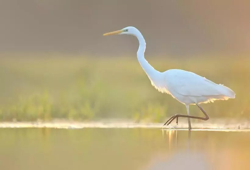 Aamiaismajoitus (B&B) Villa Plena