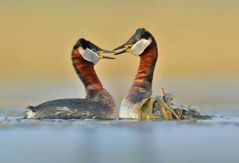 Aamiaismajoitus (B&B) Villa Plena