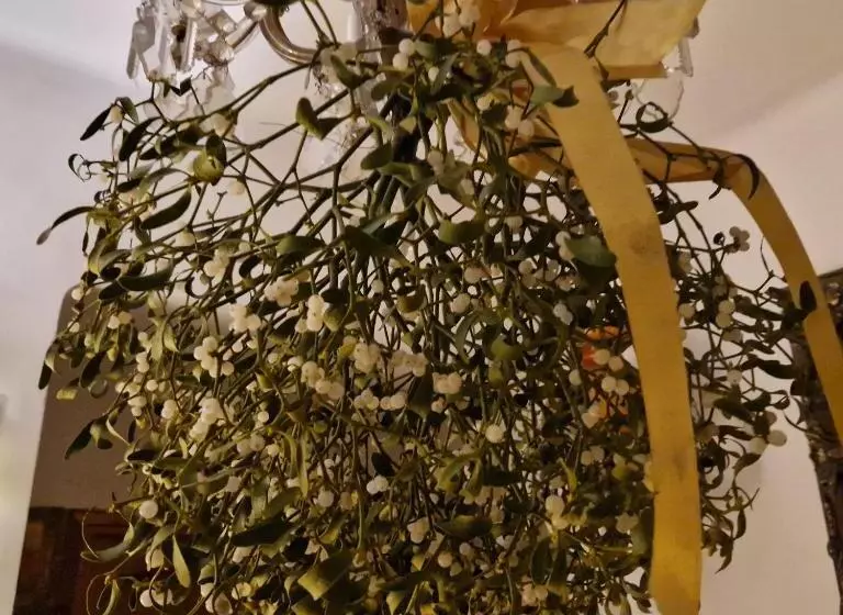 Aamiaismajoitus (B&B) Willa Marysin