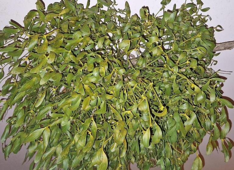 민박 Willa Marysin