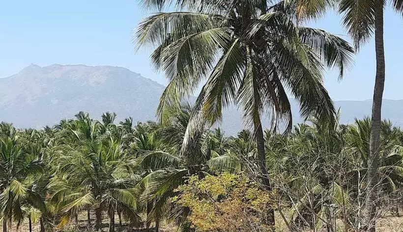 Majatalo Teja Residency