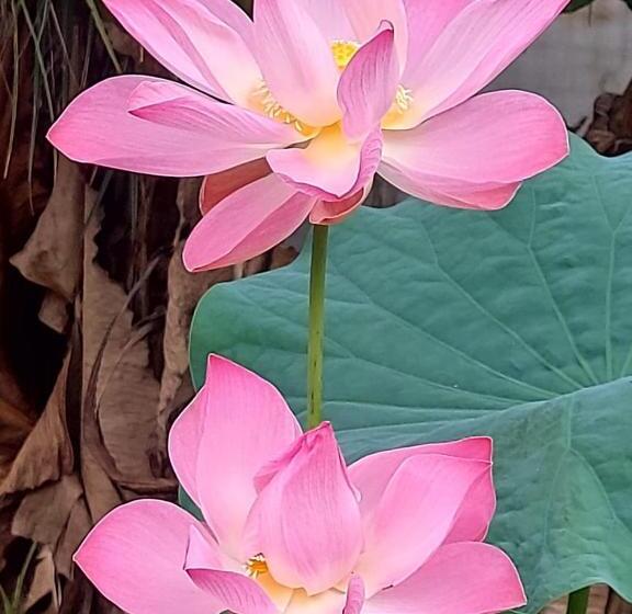 مبيت وإفطار Grand Marari