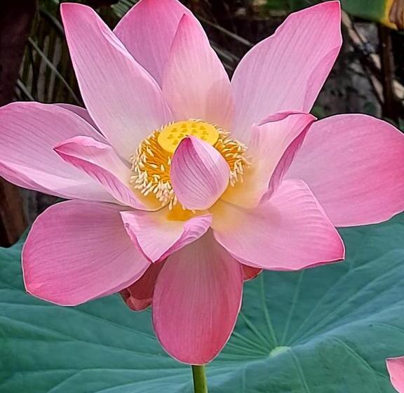 مبيت وإفطار Grand Marari