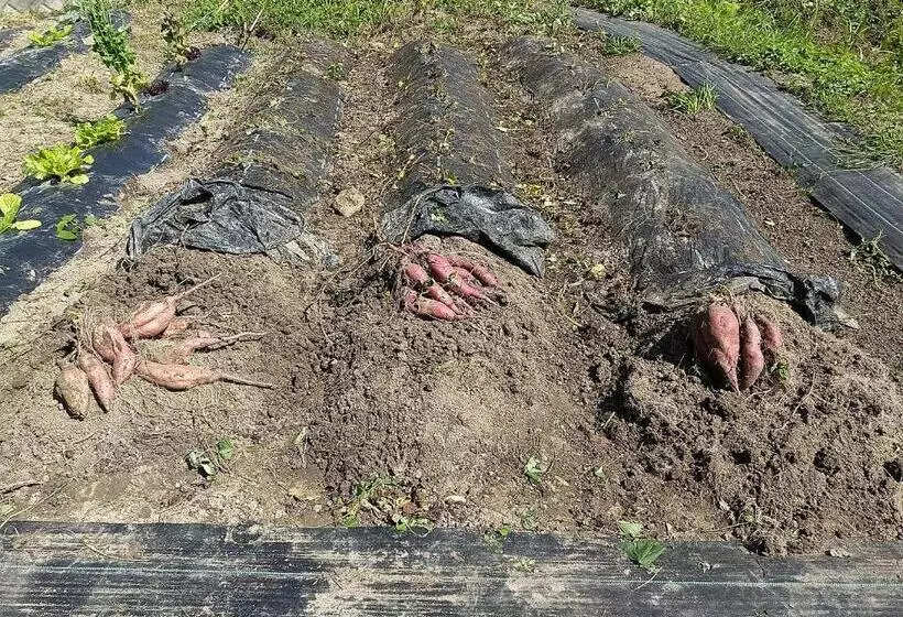 Majatalo 横城ゲストハウス