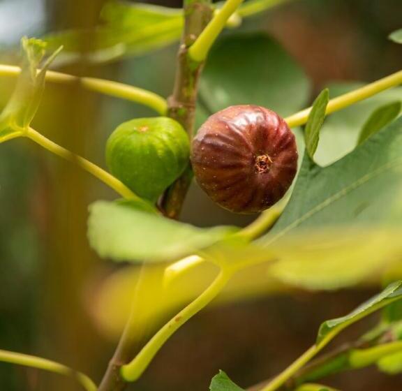 펜션 Füge Villa Luxury & Wellness