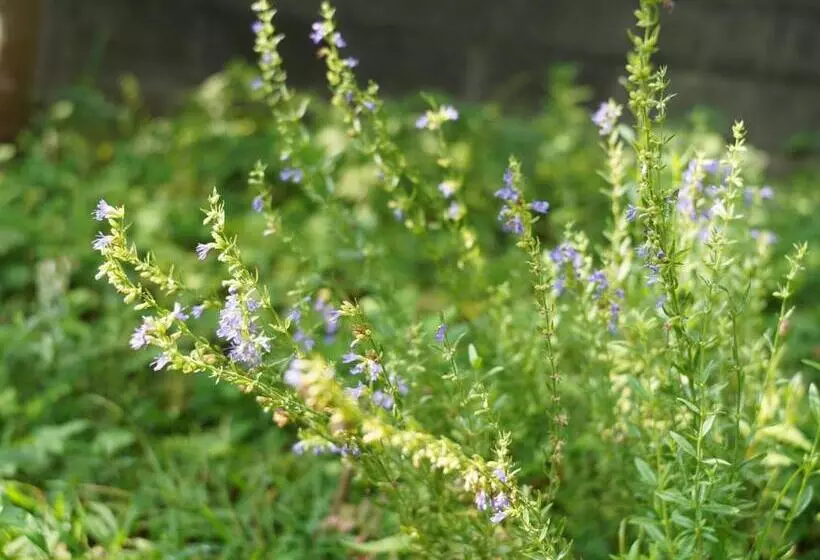 Majatalo Amigo House