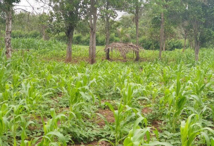 Pensão Mini Jungle Canopy Udawalawe