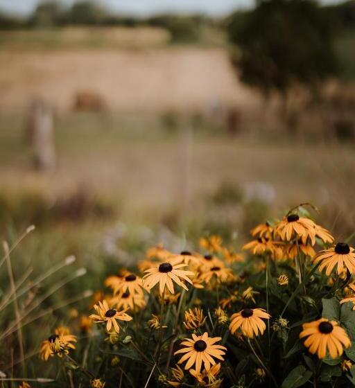 تختخواب و صبحانه B@b Martinushoeve