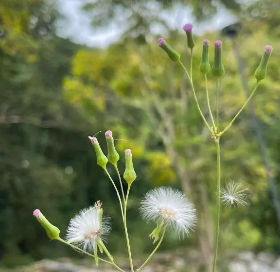 ペンション Naramountainkhaoyai รถบ้าน