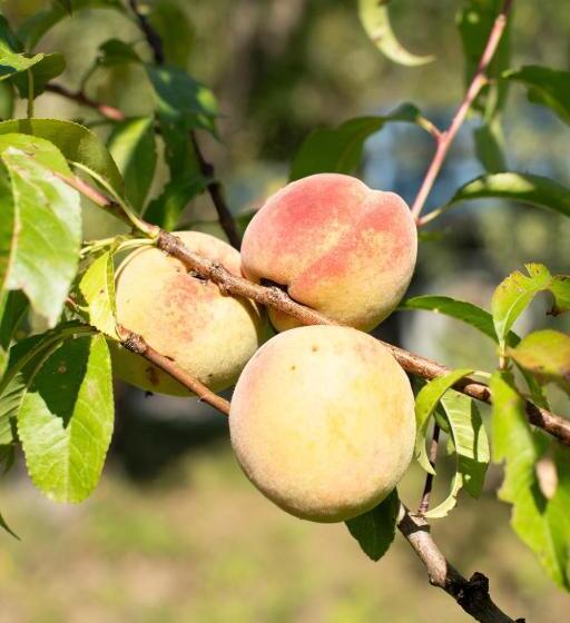 فندق Agriturismo Da Natalino