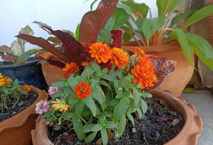 Hotelli Homey Hut Ayutthaya