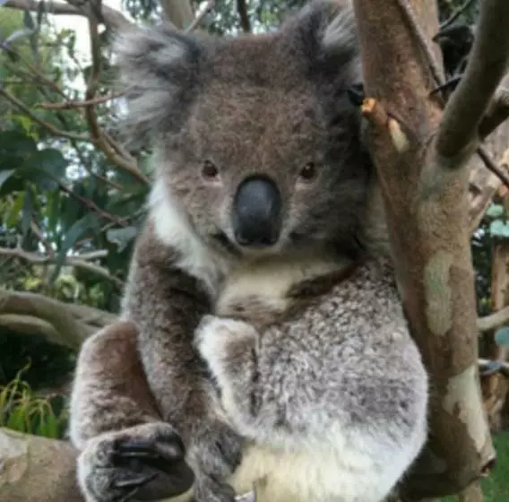 Majatalo Great Ocean Road Wellness And Nature Stay