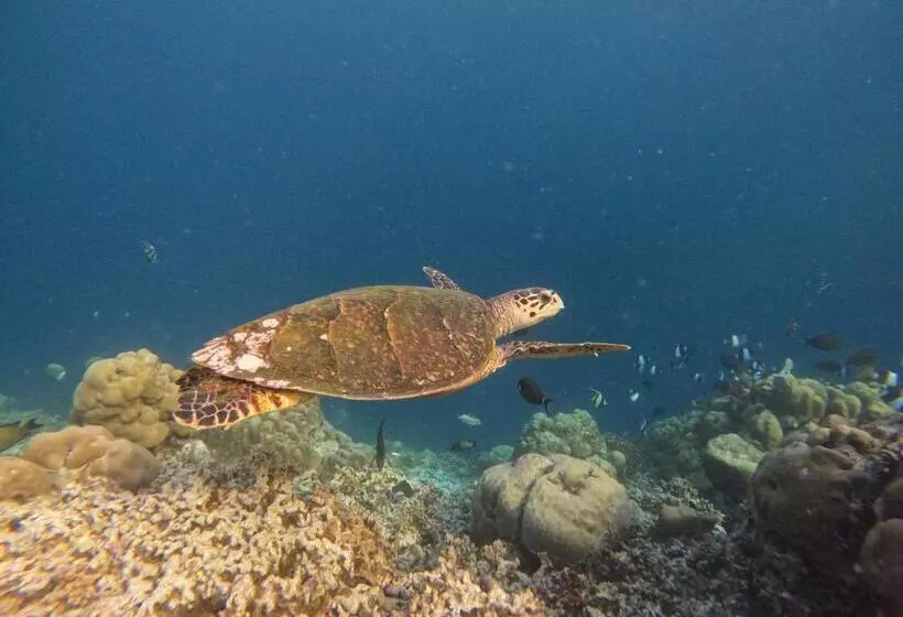 پانسیون Tropica Thoddoo Inn, Maldives