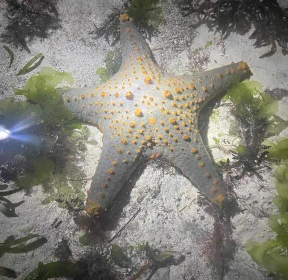 Bed & Breakfast Mana Nungwi