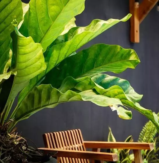 Hotelli La Flor De Coco