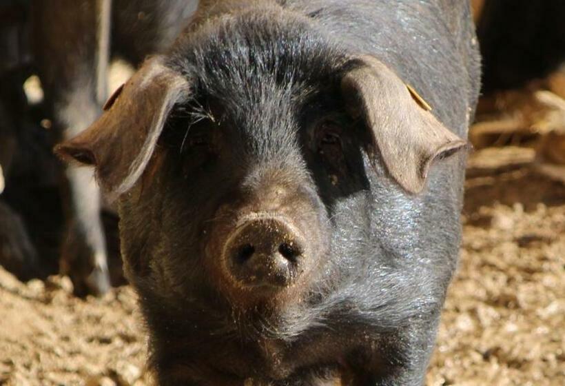 호텔 Agriturismo Il Parco