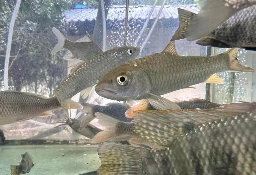 Hotelli Lanshan Moon Resort