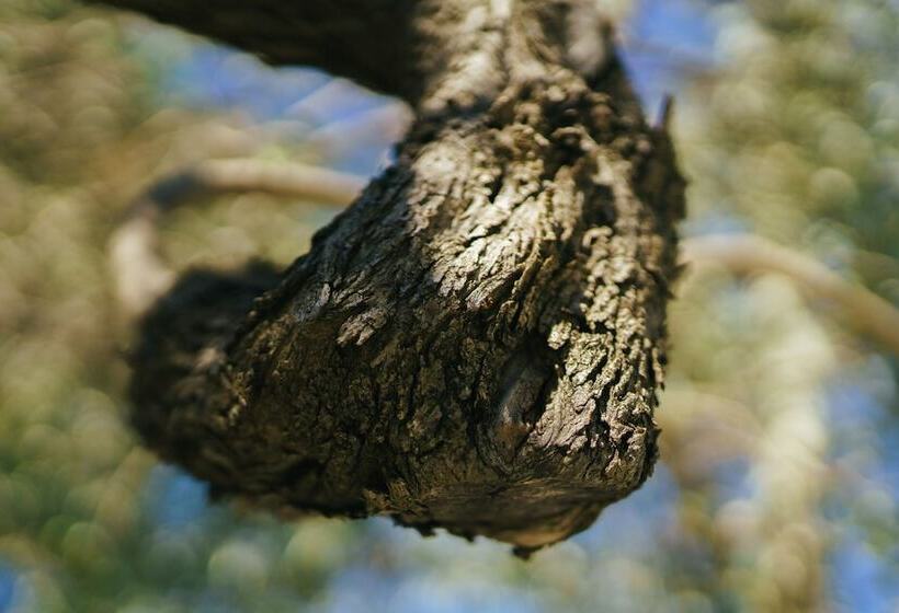 پانسیون Archi Bianchi