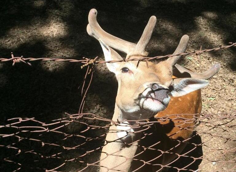 بنسيون Guest House La Selvotta