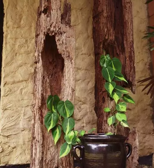 ペンション Sítio Urbano A Apenas 1,5 Km Do Centro