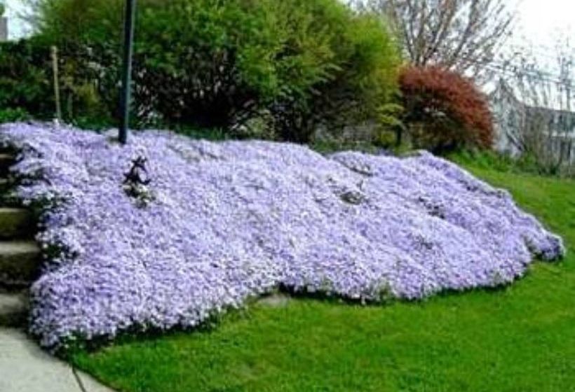 住宿加早餐  The Artist's Inn And Gallery