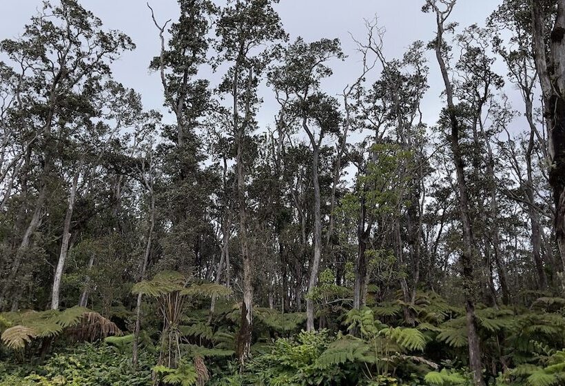 مبيت وإفطار Volcano Forest Inn