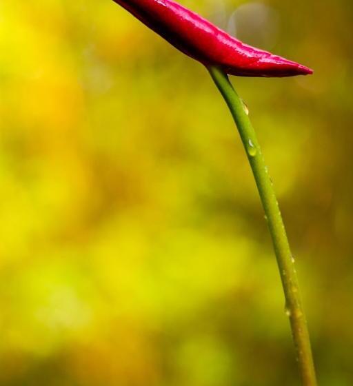 مبيت وإفطار Volcano Mist Cottage