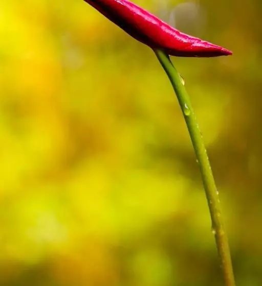 Aamiaismajoitus (B&B) Volcano Mist Cottage