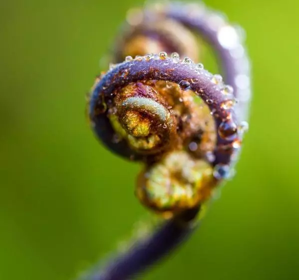 Aamiaismajoitus (B&B) Volcano Mist Cottage