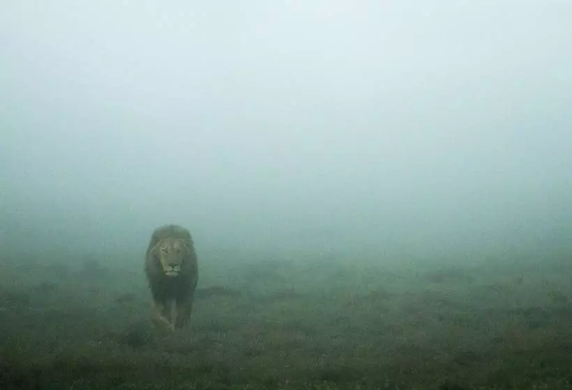 فندق Hillsnek Safari Camp Amakhala Game Reserve