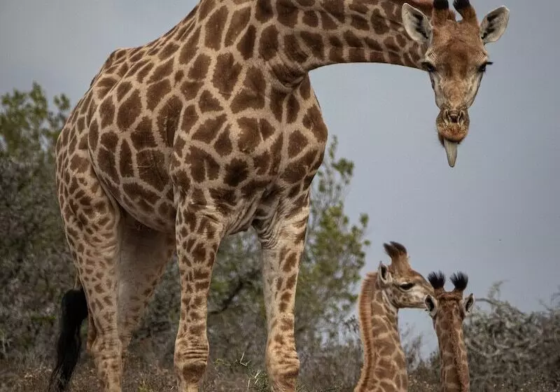 فندق Hillsnek Safari Camp Amakhala Game Reserve