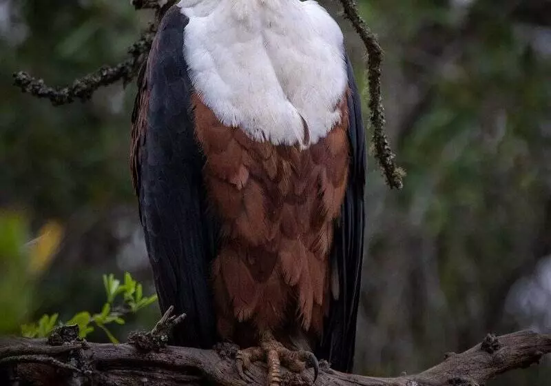 فندق Hillsnek Safari Camp Amakhala Game Reserve