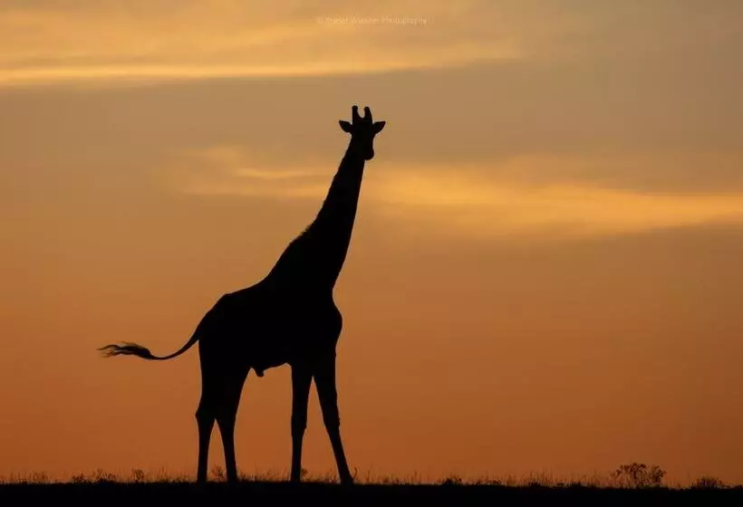 فندق Hillsnek Safari Camp Amakhala Game Reserve