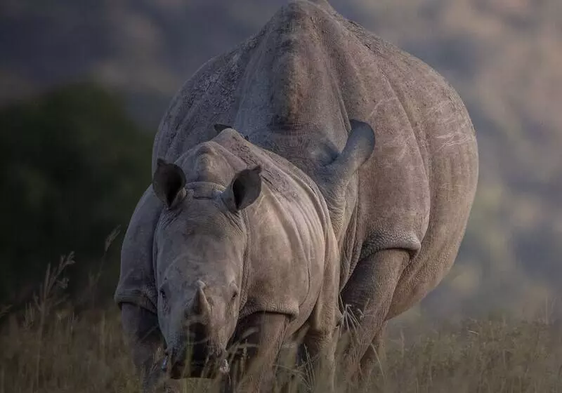 فندق Hillsnek Safari Camp Amakhala Game Reserve