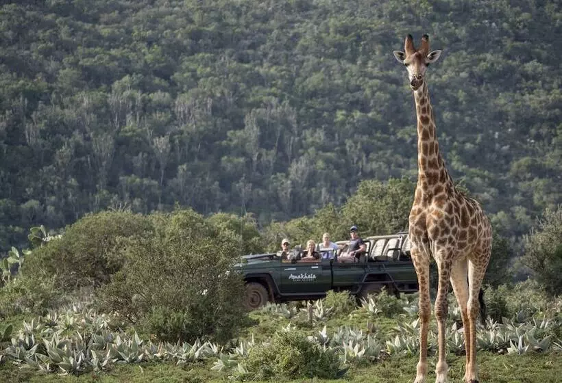 فندق Hillsnek Safari Camp Amakhala Game Reserve