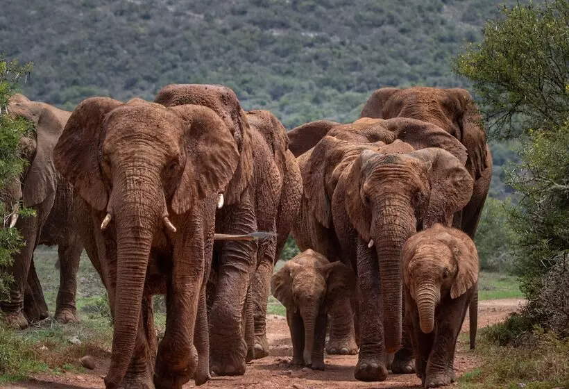 فندق Hillsnek Safari Camp Amakhala Game Reserve