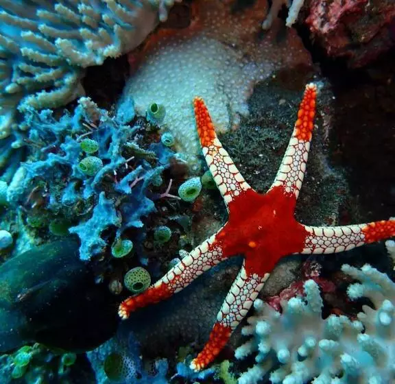 Palm Springs Bali Dive Resort