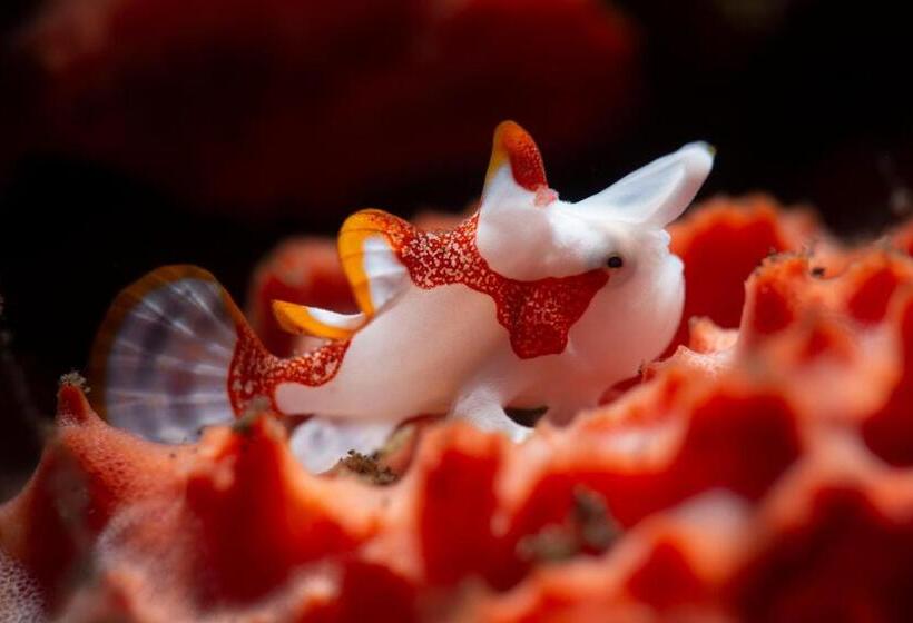 Palm Springs Bali Dive Resort